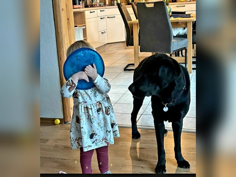 Nacho ein toller Familienhund