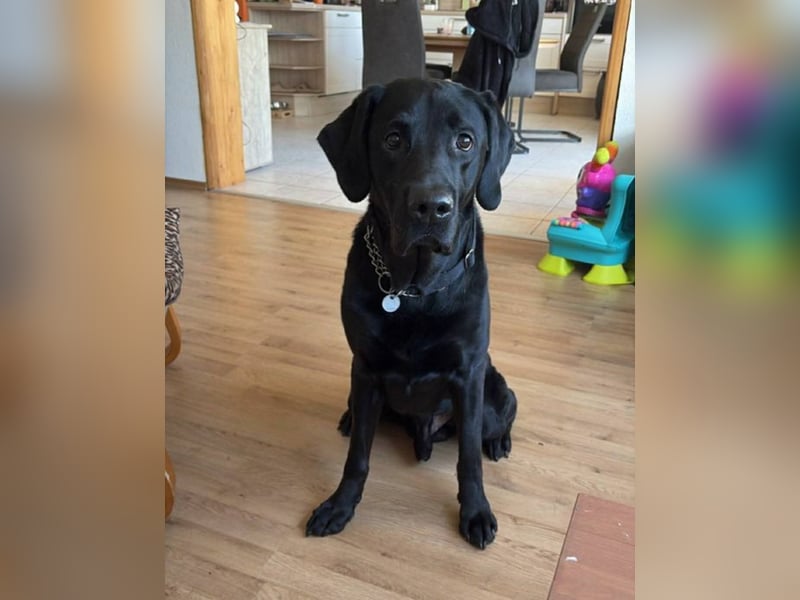 Nacho ein toller Familienhund