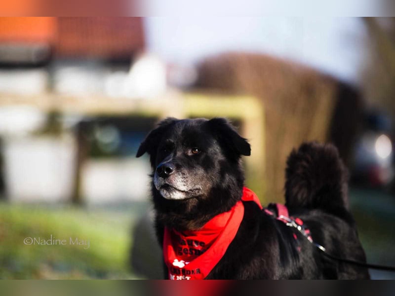 Nero kinderlieber Labrador Mischling Rüde sucht Zuhause für immer