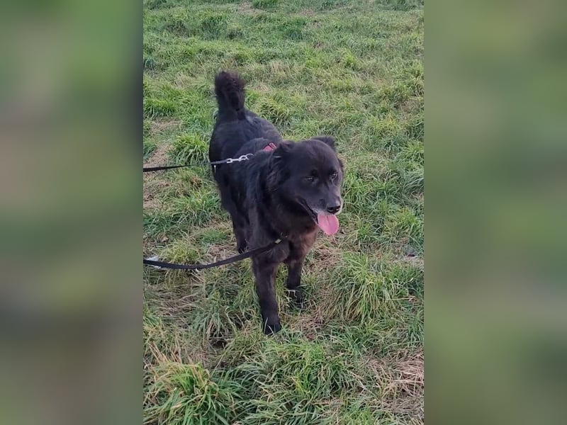Nero kinderlieber Labrador Mischling Rüde sucht Zuhause für immer