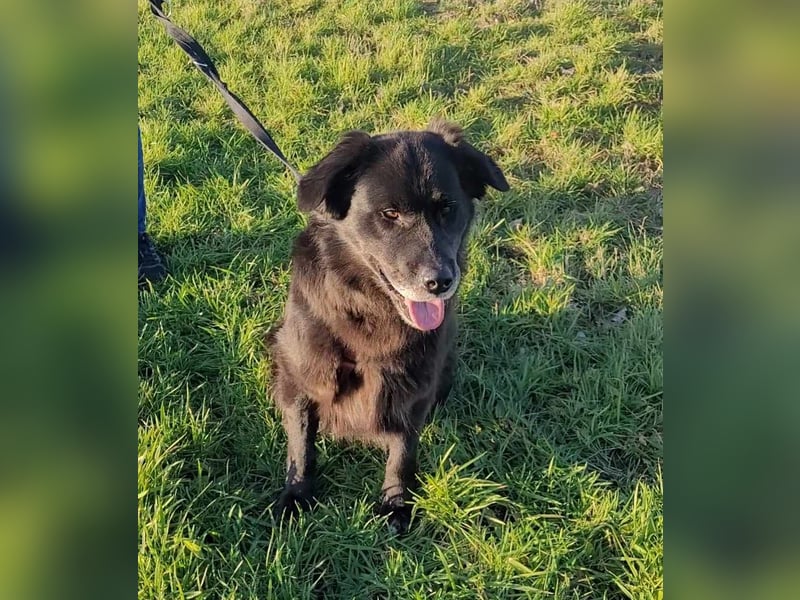Nero kinderlieber Labrador Mischling Rüde sucht Zuhause für immer