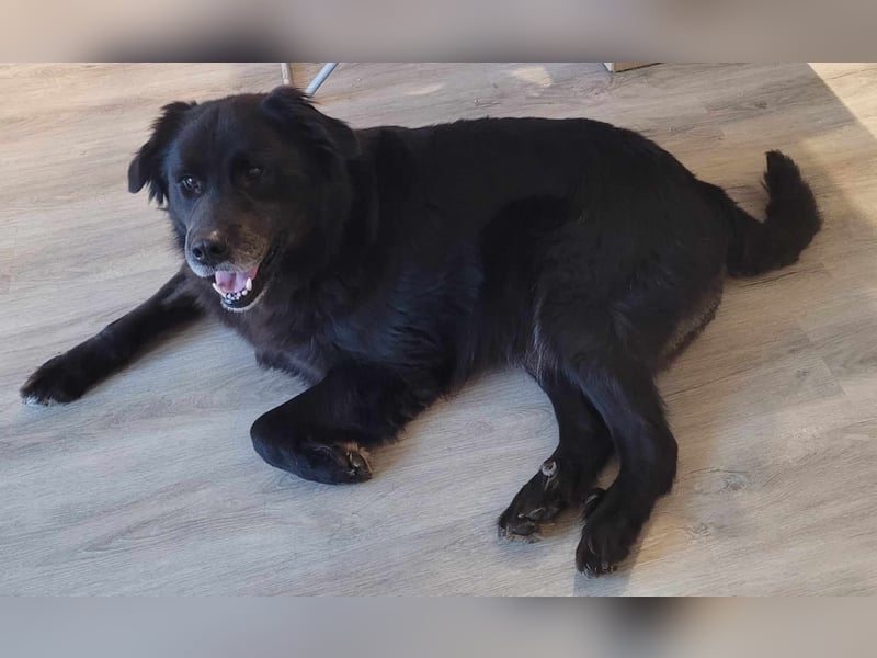 Nero kinderlieber Labrador Mischling Rüde sucht Zuhause für immer