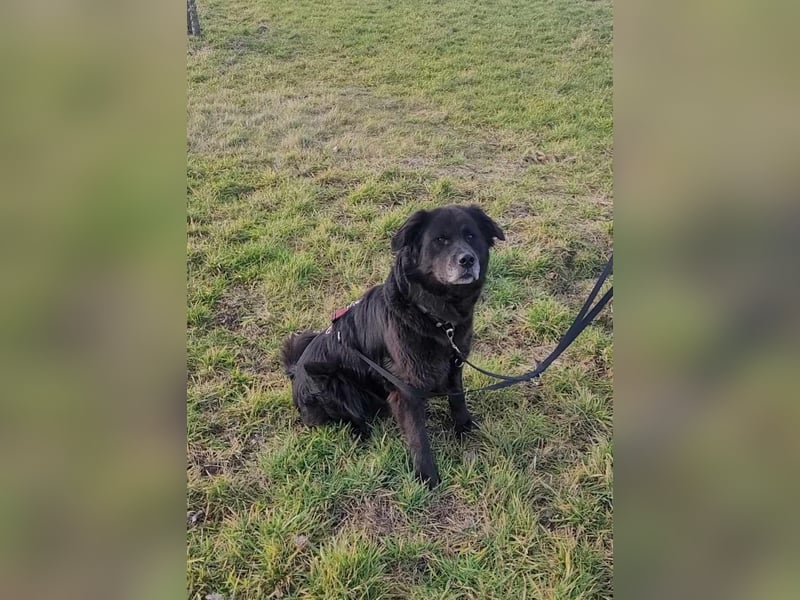 Nero kinderlieber Labrador Mischling Rüde sucht Zuhause für immer