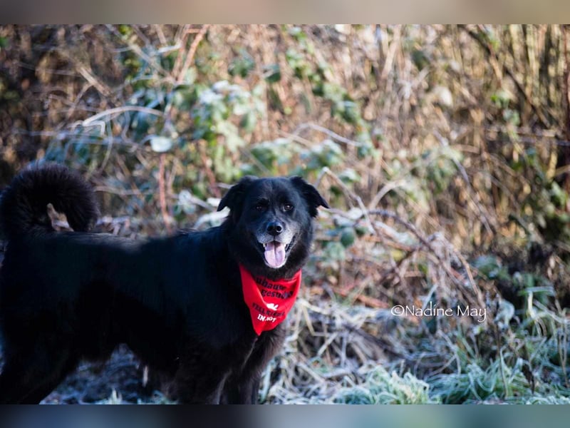 Nero kinderlieber Labrador Mischling Rüde sucht Zuhause für immer