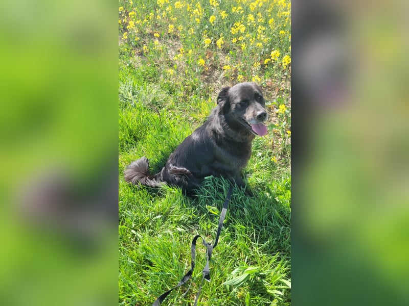 Nero kinderlieber Labrador Mischling Rüde sucht Zuhause für immer