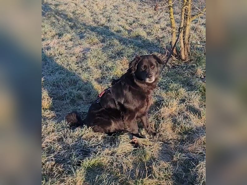 Nero kinderlieber Labrador Mischling Rüde sucht Zuhause für immer