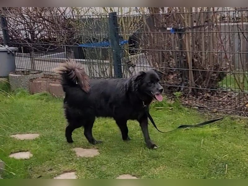 Nero kinderlieber Labrador Mischling Rüde sucht Zuhause für immer