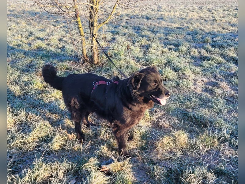 Nero kinderlieber Labrador Mischling Rüde sucht Zuhause für immer