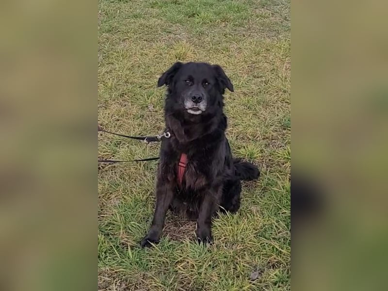 Nero kinderlieber Labrador Mischling Rüde sucht Zuhause für immer