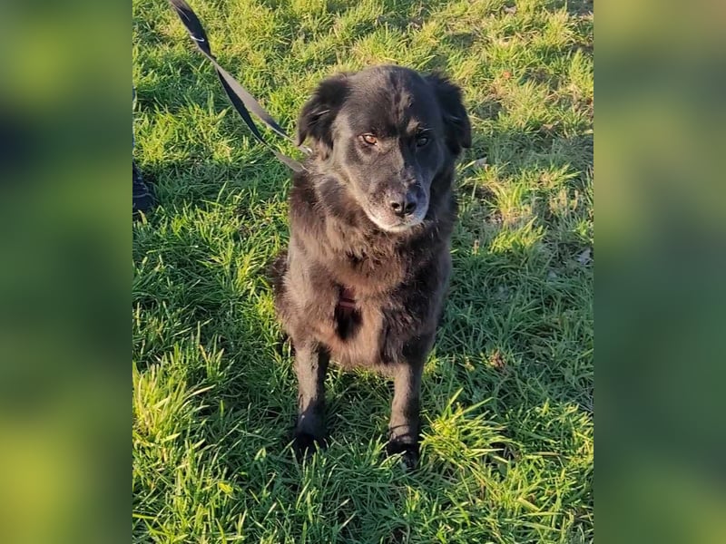 Nero kinderlieber Labrador Mischling Rüde sucht Zuhause für immer