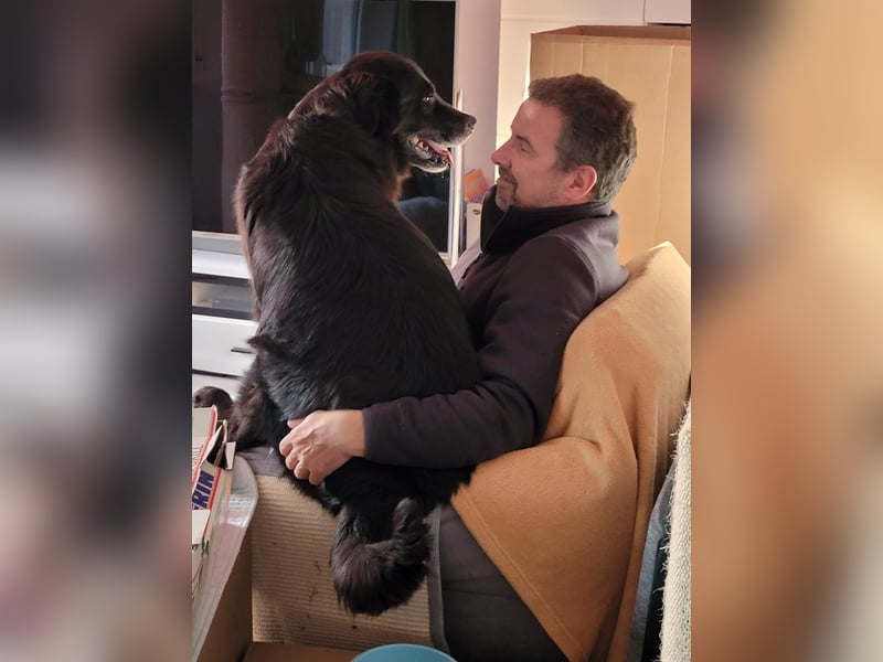 Nero kinderlieber Labrador Mischling Rüde sucht Zuhause für immer