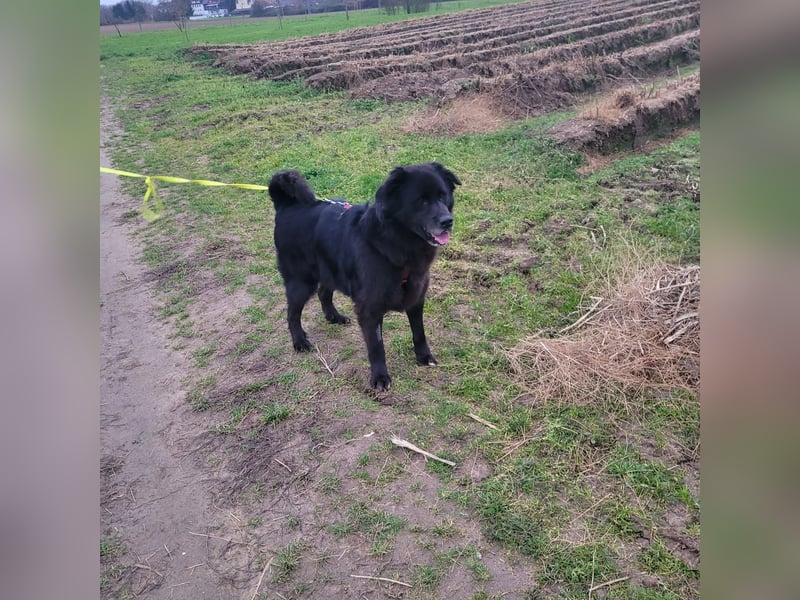 Nero kinderlieber Labrador Mischling Rüde sucht Zuhause für immer