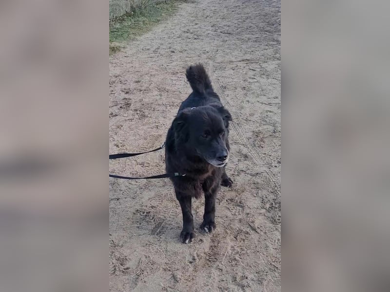 Nero kinderlieber Labrador Mischling Rüde sucht Zuhause für immer