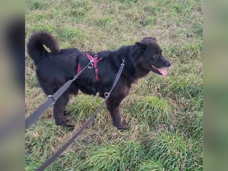 Nero kinderlieber Labrador Mischling Rüde sucht Zuhause für immer