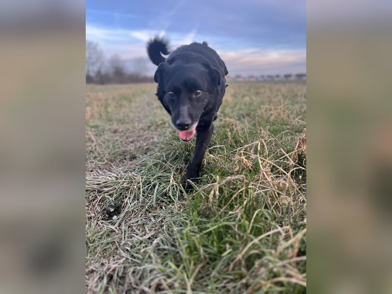 Labrador - Flat Coated Retriever Mix Rüde (5-7 Jahre, kastriert), freundlicher Anfängerhund