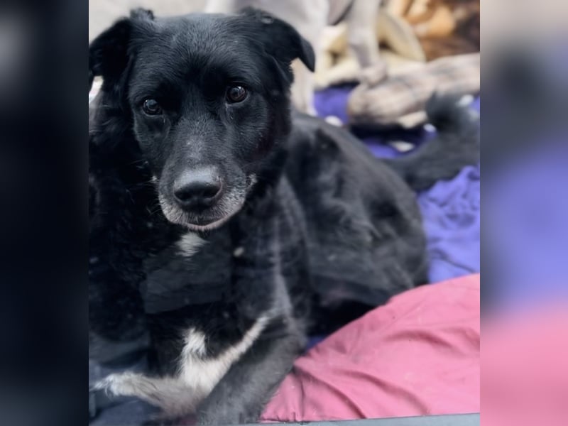 Labrador - Flat Coated Retriever Mix Rüde (5-7 Jahre, kastriert), freundlicher Anfängerhund