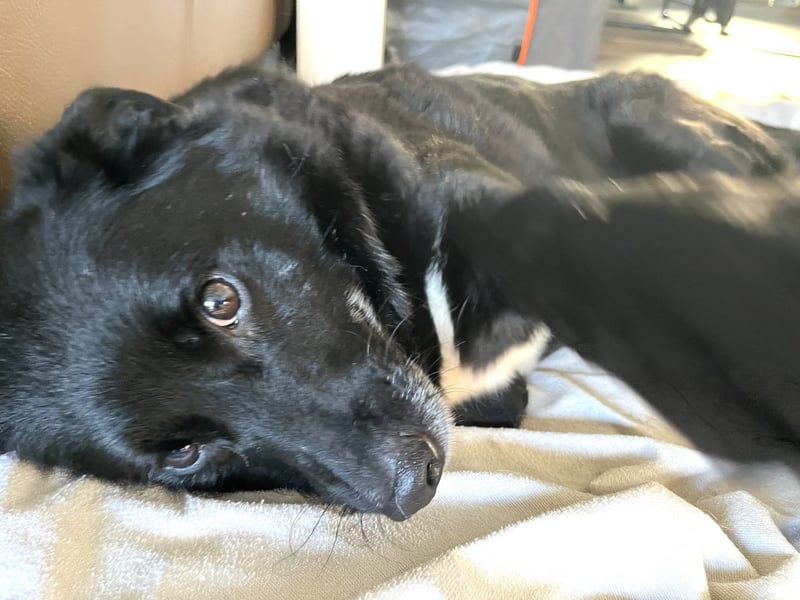 Labrador - Flat Coated Retriever Mix Rüde (5-7 Jahre, kastriert), freundlicher Anfängerhund