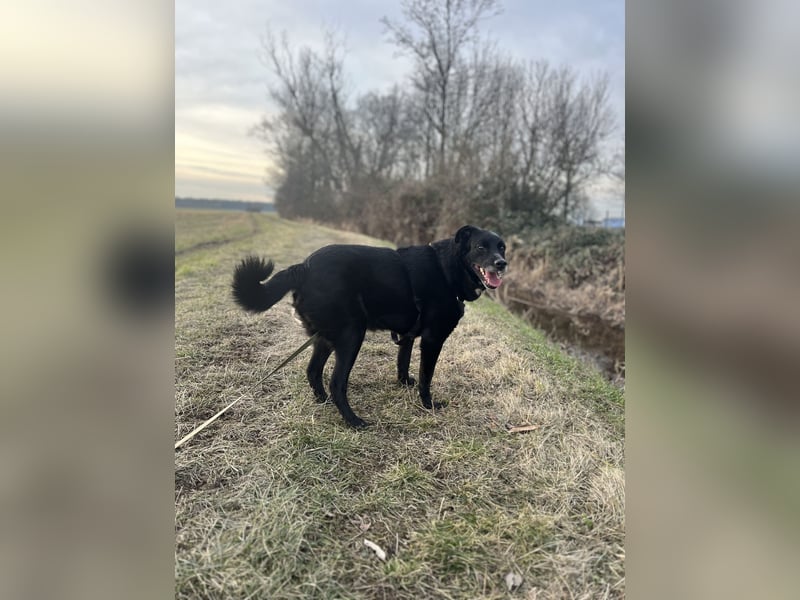 Labrador - Flat Coated Retriever Mix Rüde (5-7 Jahre, kastriert), freundlicher Anfängerhund