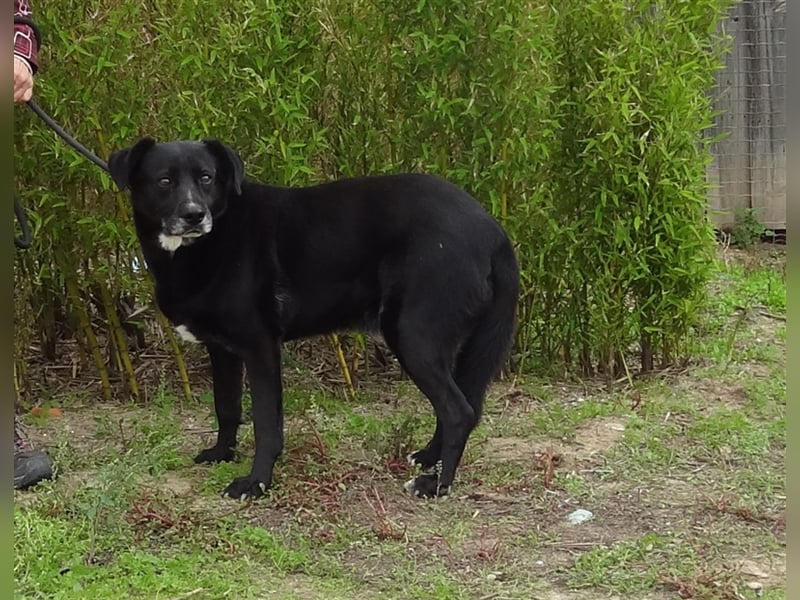 Clancy, Labrador-Mix , lieb und verträglich