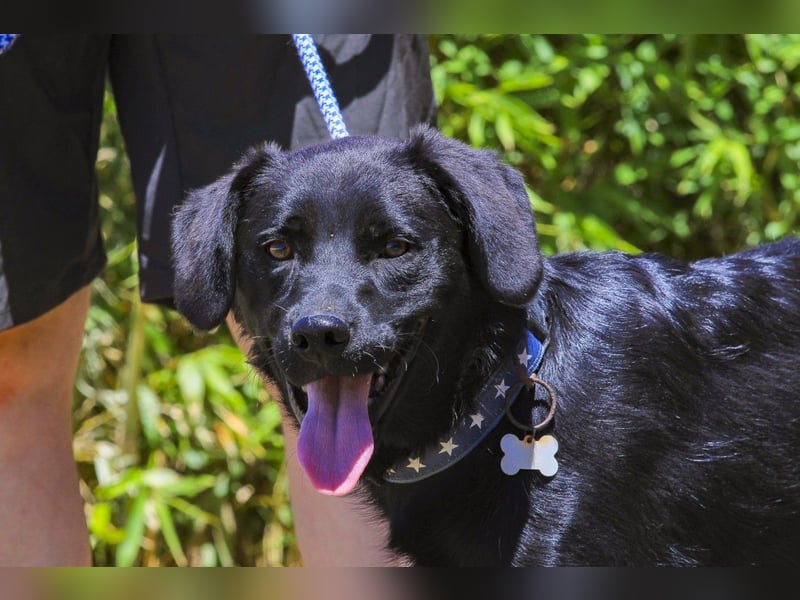 Champ, Labrador-Mix, lieb und sozial
