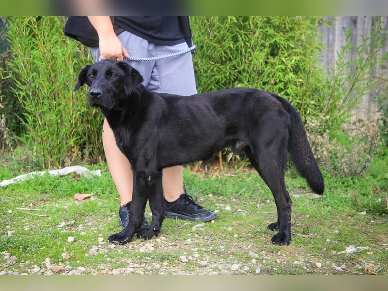 Ramos, Labrador-Mix, lieb und verträglich