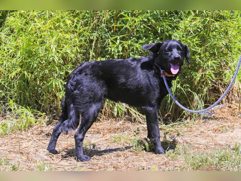 Champ, Labrador-Mix, lieb und sozial