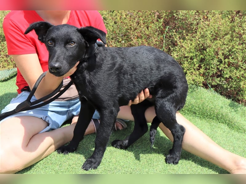 Santiago, Labrador-Mix, lieb und verträglich