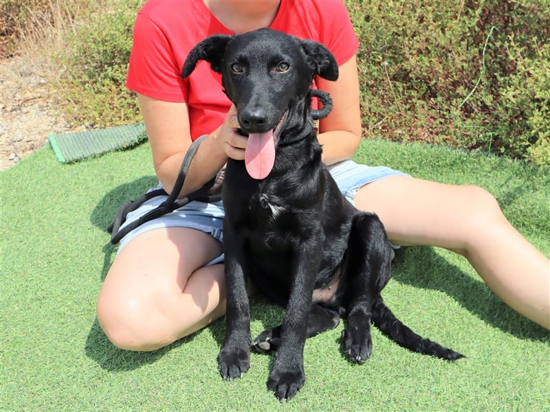 Santiago, Labrador-Mix, lieb und verträglich