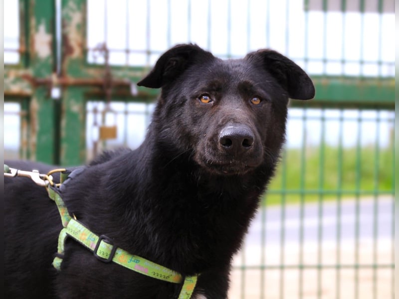 Denzel, Labrador-Mix - freundlich und sozial