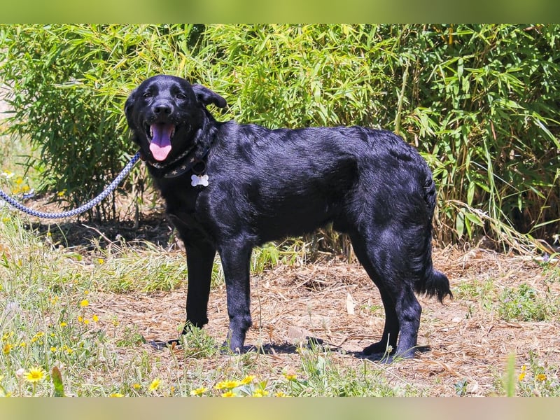 Champ, Labrador-Mix, lieb und sozial