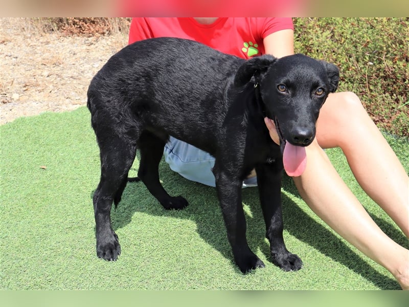 Santiago, Labrador-Mix, lieb und verträglich