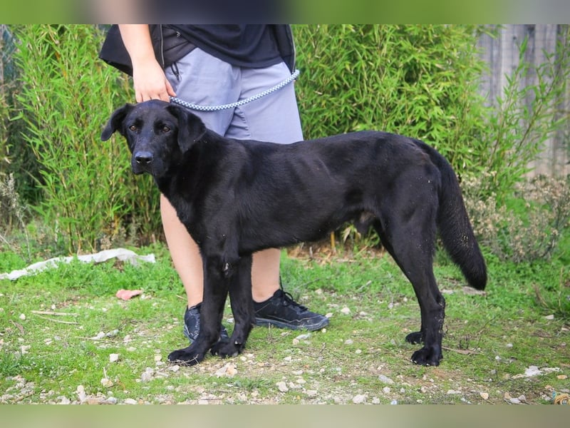 Ramos, Labrador-Mix, lieb und verträglich