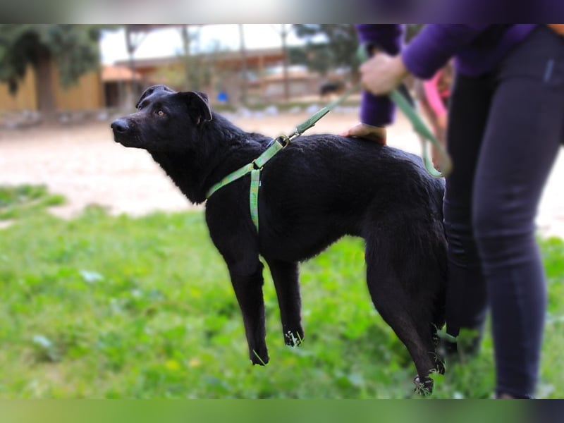 Denzel, Labrador-Mix - freundlich und sozial