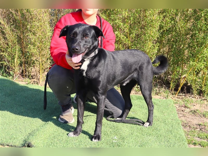 Leon, Labrador-Mix, lieb und verträglich