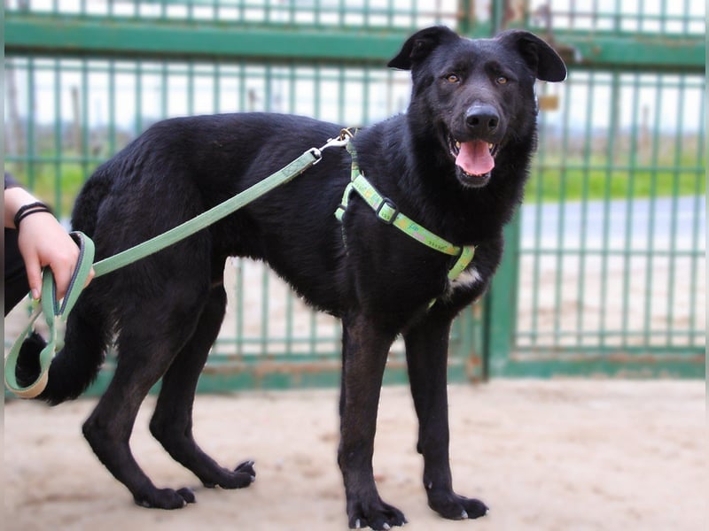 Denzel, Labrador-Mix - freundlich und sozial