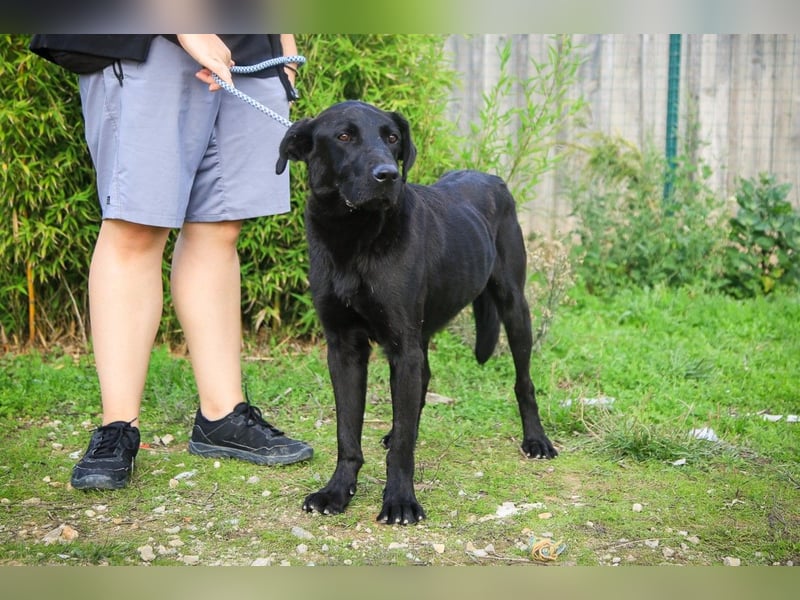 Ramos, Labrador-Mix, lieb und verträglich