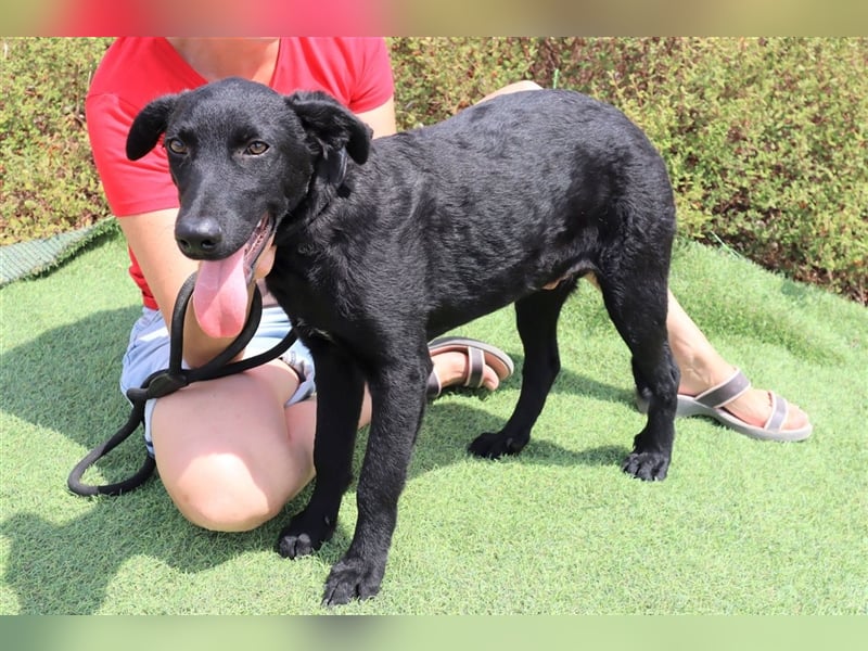 Santiago, Labrador-Mix, lieb und verträglich