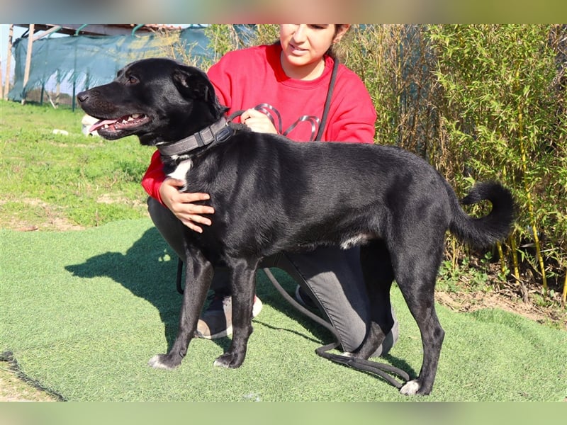 Leon, Labrador-Mix, lieb und verträglich