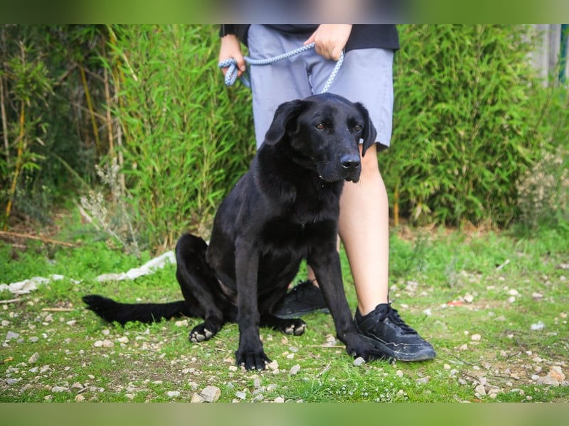 Ramos, Labrador-Mix, lieb und verträglich