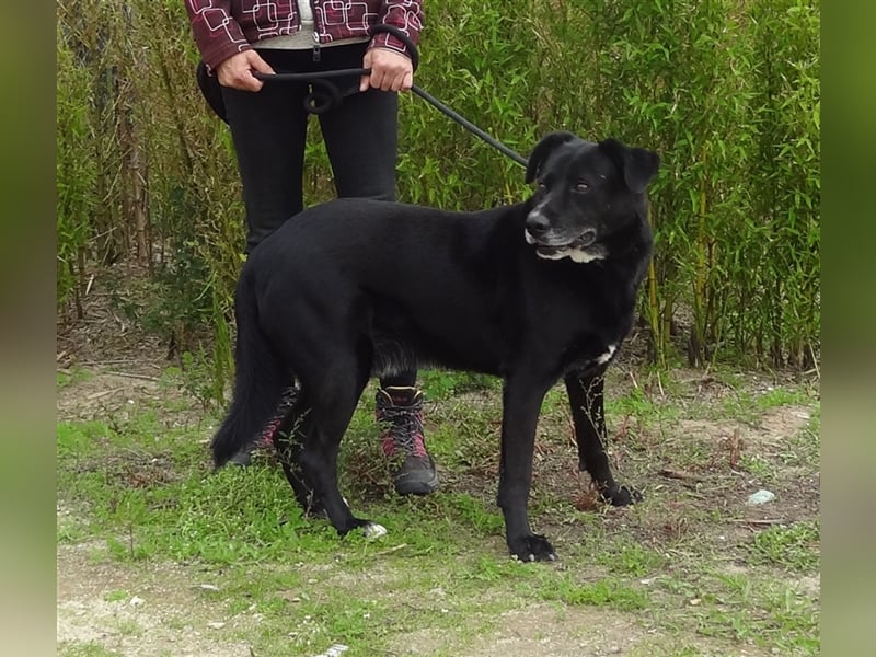 Clancy, Labrador-Mix , lieb und verträglich