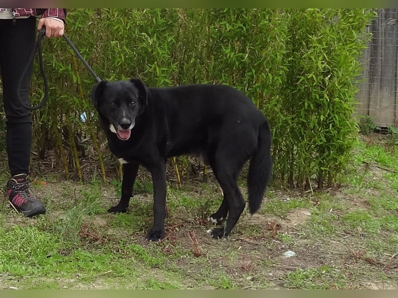 Clancy, Labrador-Mix , lieb und verträglich