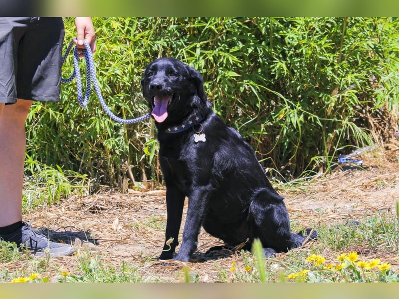 Champ, Labrador-Mix, lieb und sozial