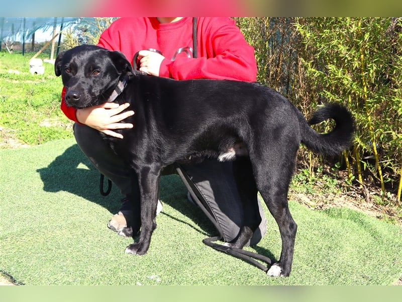 Leon, Labrador-Mix, lieb und verträglich