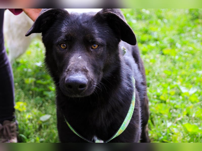 Denzel, Labrador-Mix - freundlich und sozial
