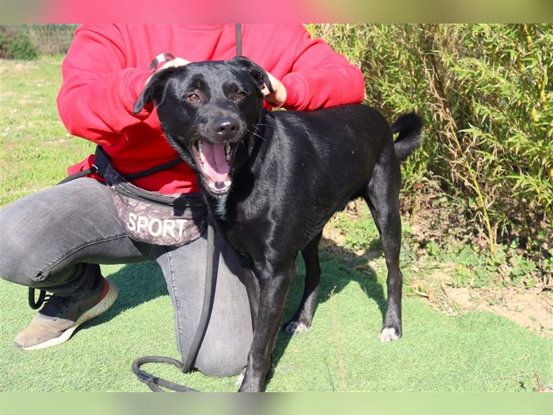 Leon, Labrador-Mix, lieb und verträglich