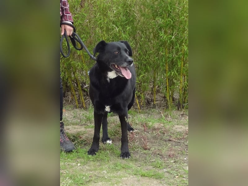 Clancy, Labrador-Mix , lieb und verträglich