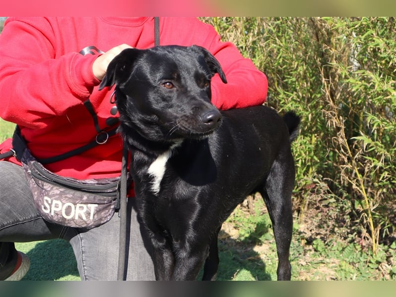 Leon, Labrador-Mix, lieb und verträglich