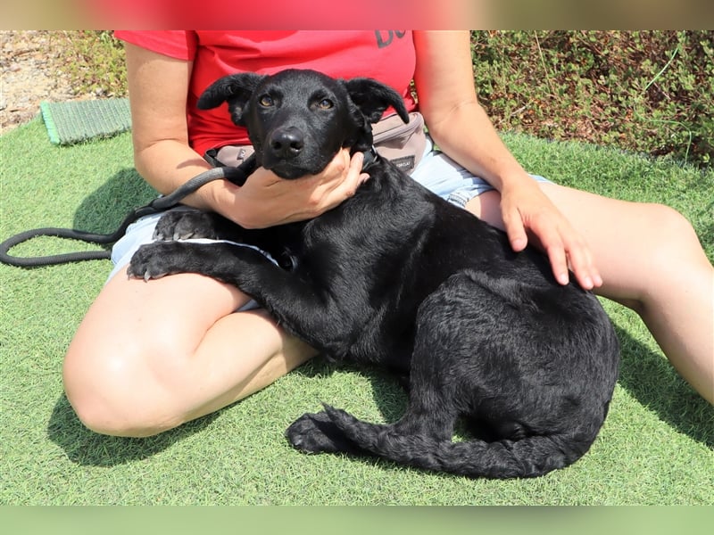 Santiago, Labrador-Mix, lieb und verträglich