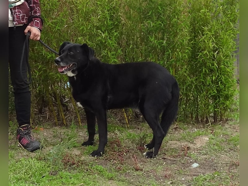 Clancy, Labrador-Mix , lieb und verträglich