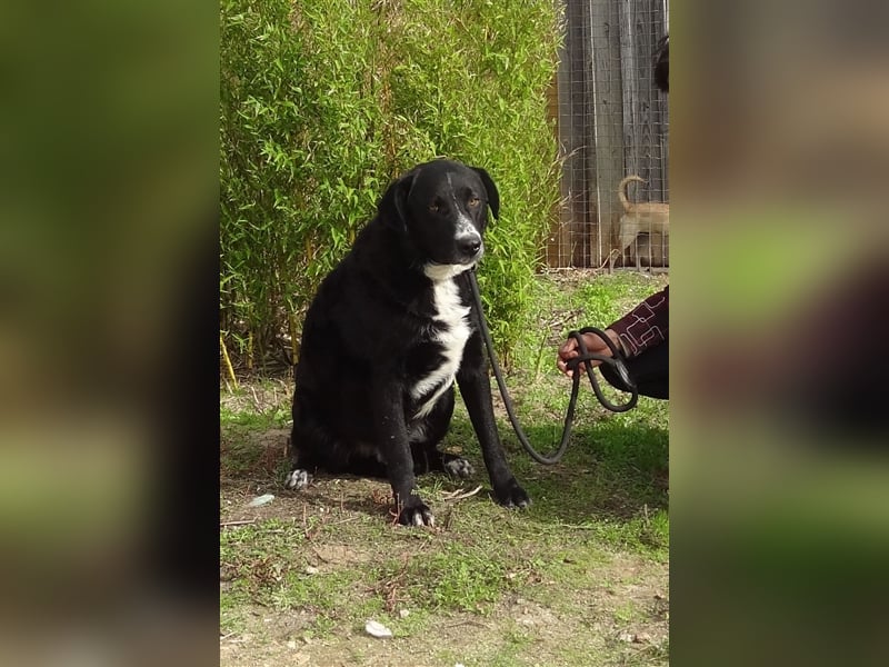 Sinatra, Mix Labrador / Flat Coated Retriever  - toller Hund!